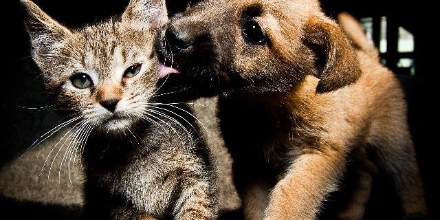protecao-aos-animais protecao-aos-animais